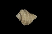 藏品(小皺岩螺)的圖片